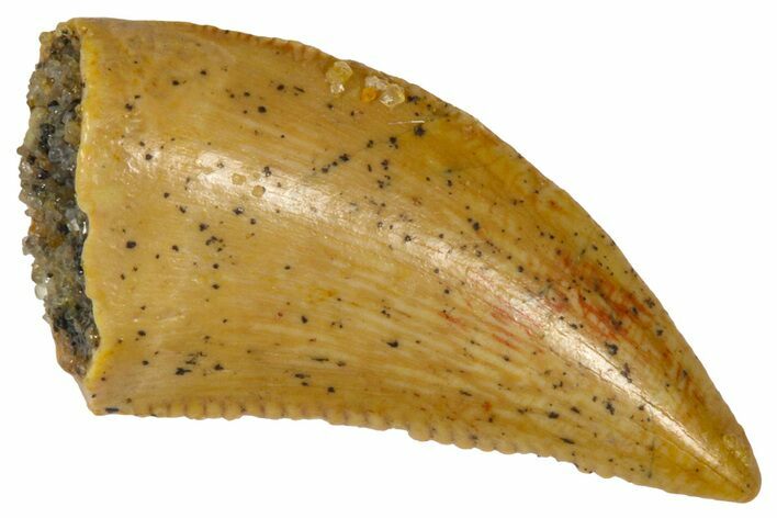 Serrated Raptor Tooth - Real Dinosaur Tooth #361050
